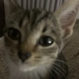 Cutesy